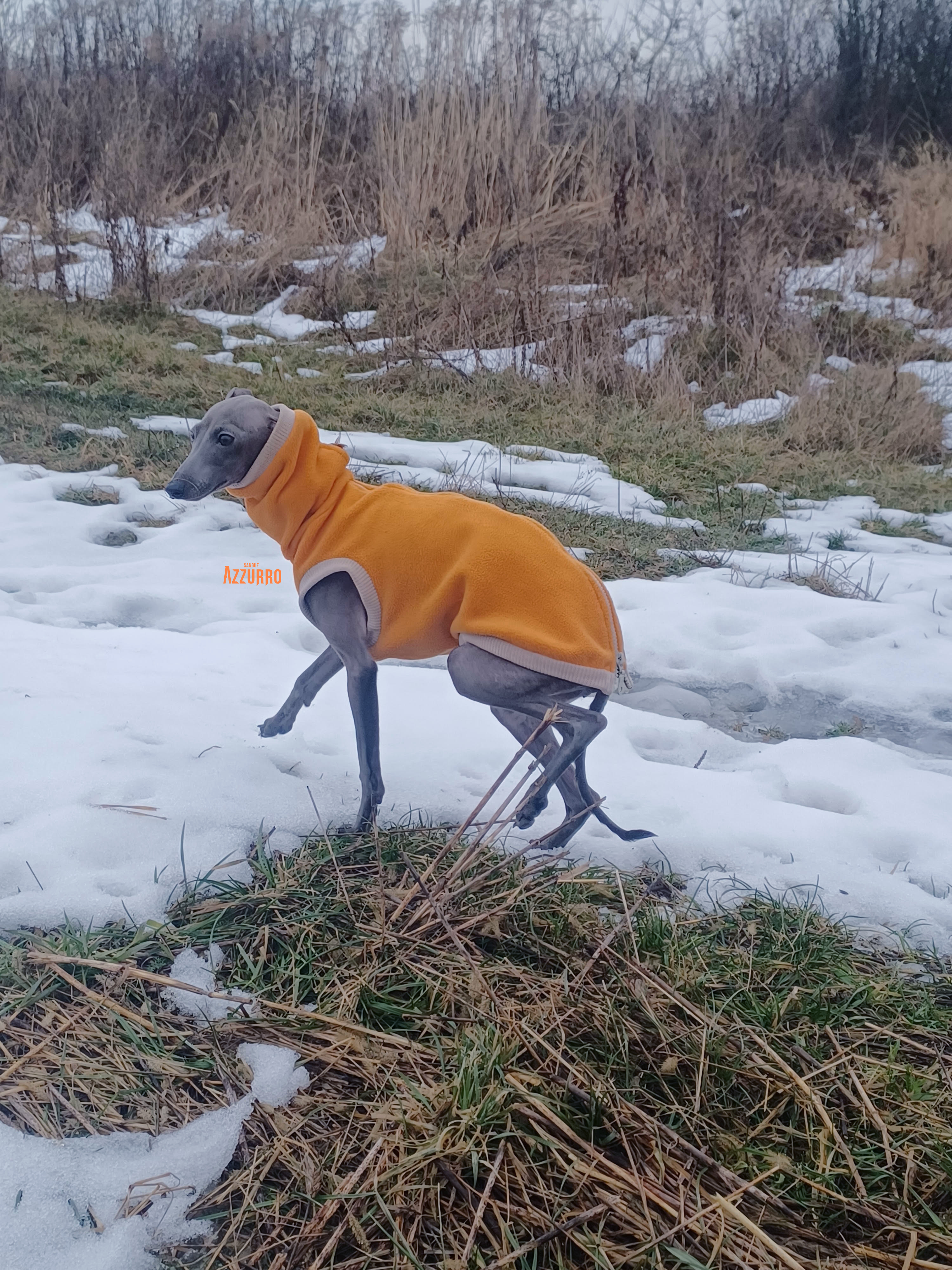 Boginii Januar2026 (4) copy