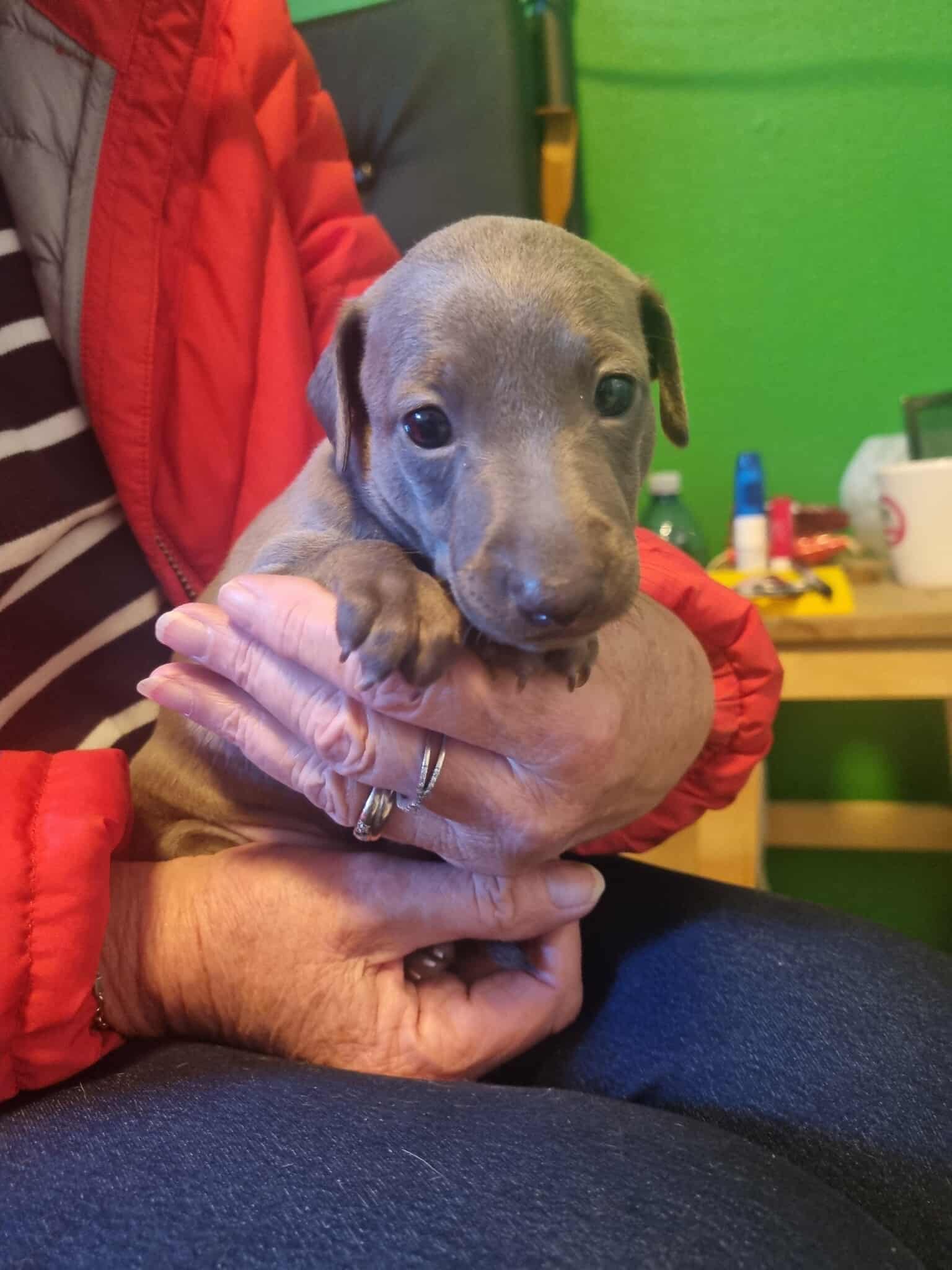 Messenger_creation_A8DEADFB-02E3-47D0-9EAD-3B1E91D84AC6