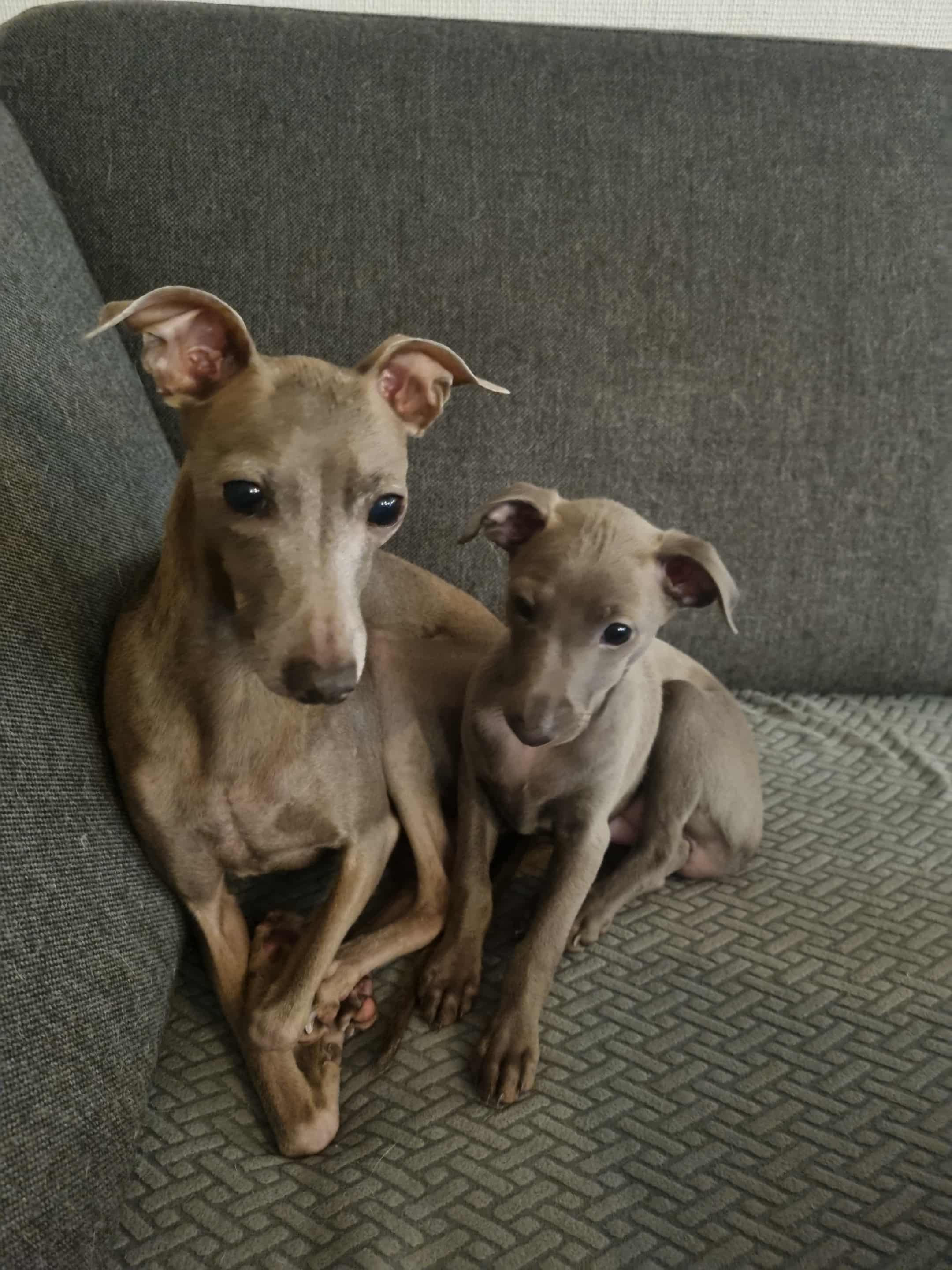 Messenger_creation_F831E6AD-E9A5-42FB-BF6A-A3B6D6E8DA69