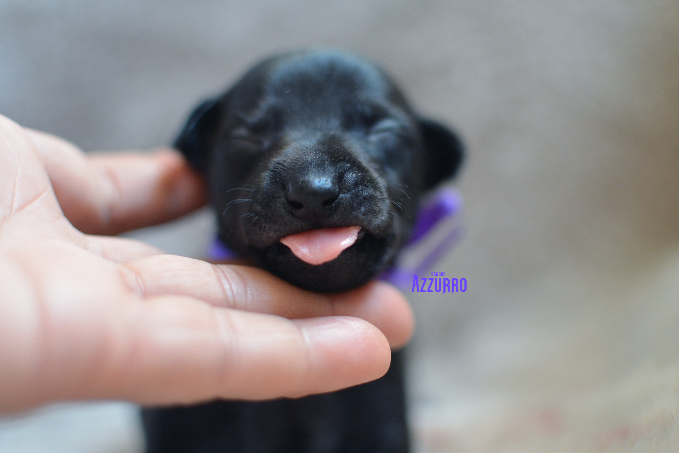 Metanoja Sangue Azzurro