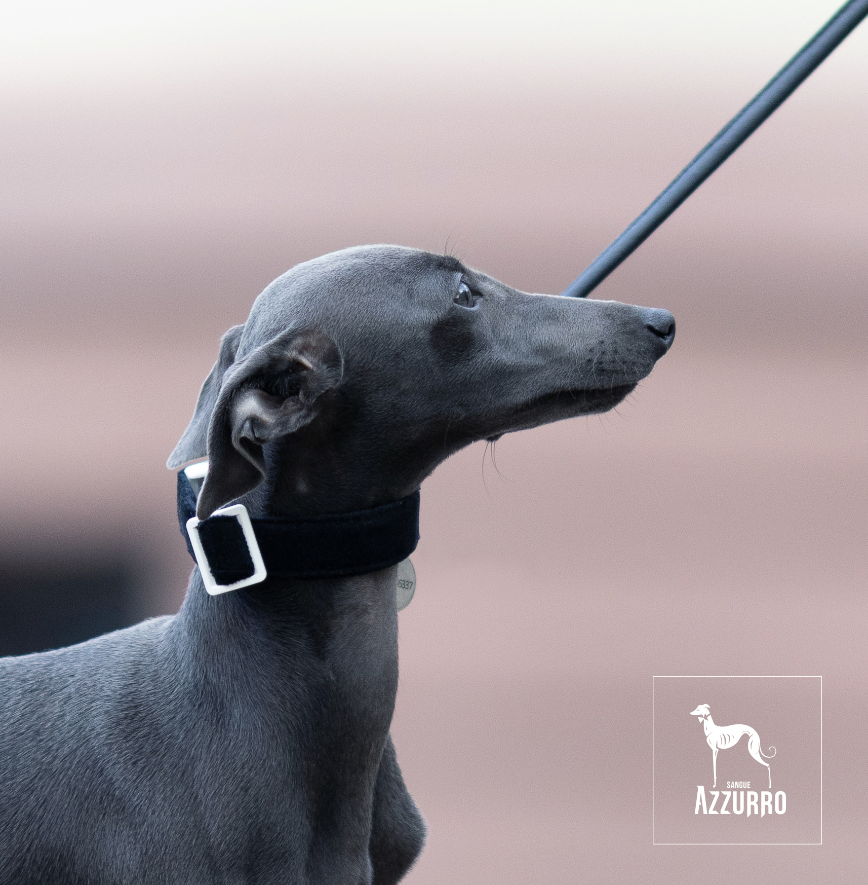 Serena_wrzesień2b_25