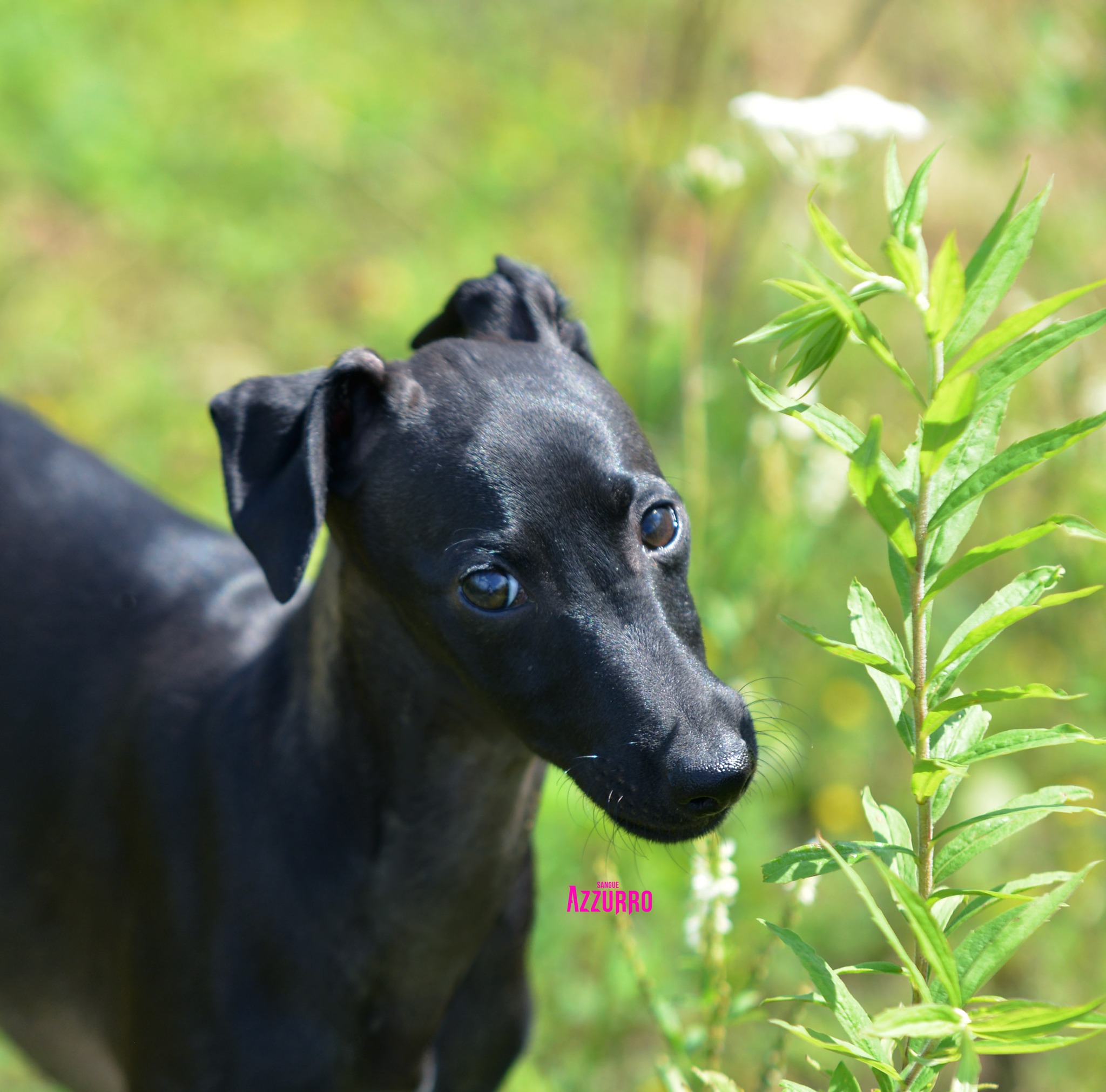 521269940_24268991586096506_9108373204912479044_n