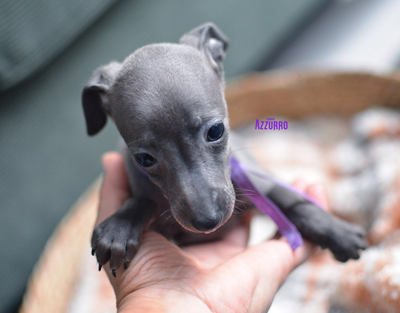 Yaropolka-12