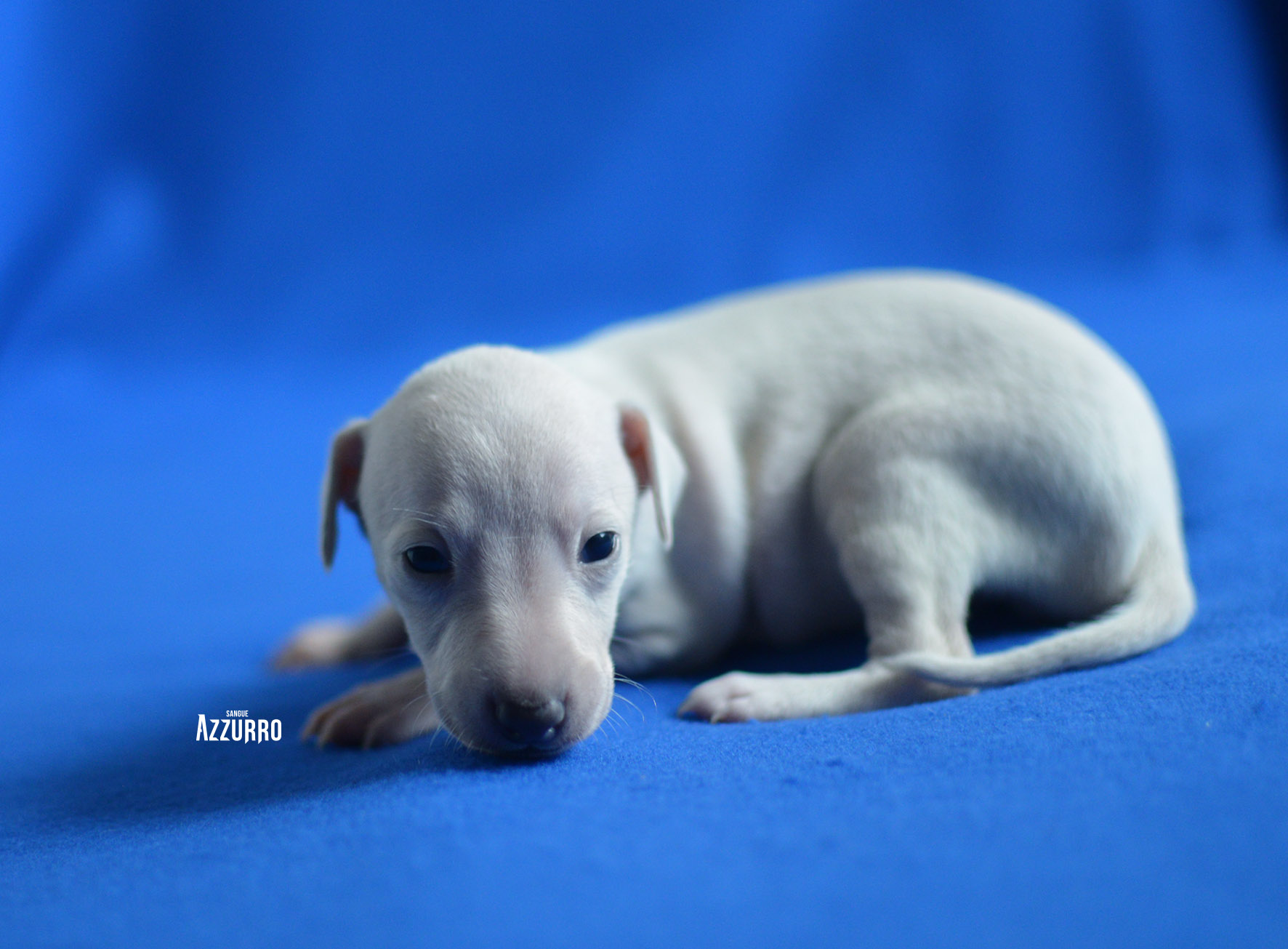 DSC_3952 copy